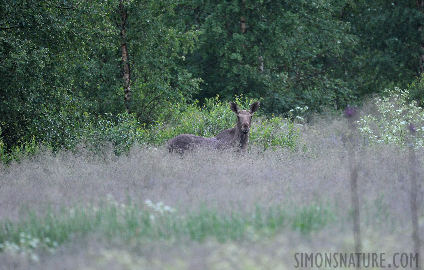 Alces alces alces [550 mm, 1/40 sec at f / 5.6, ISO 2500]