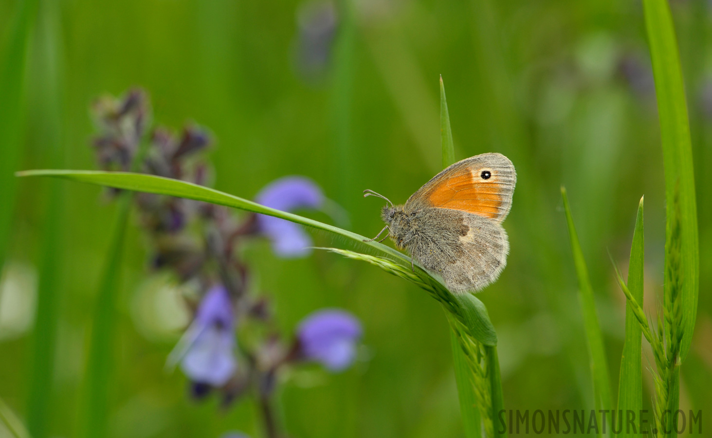 Coenonympha pamphilus [105 mm, 1/160 sec at f / 11, ISO 400]