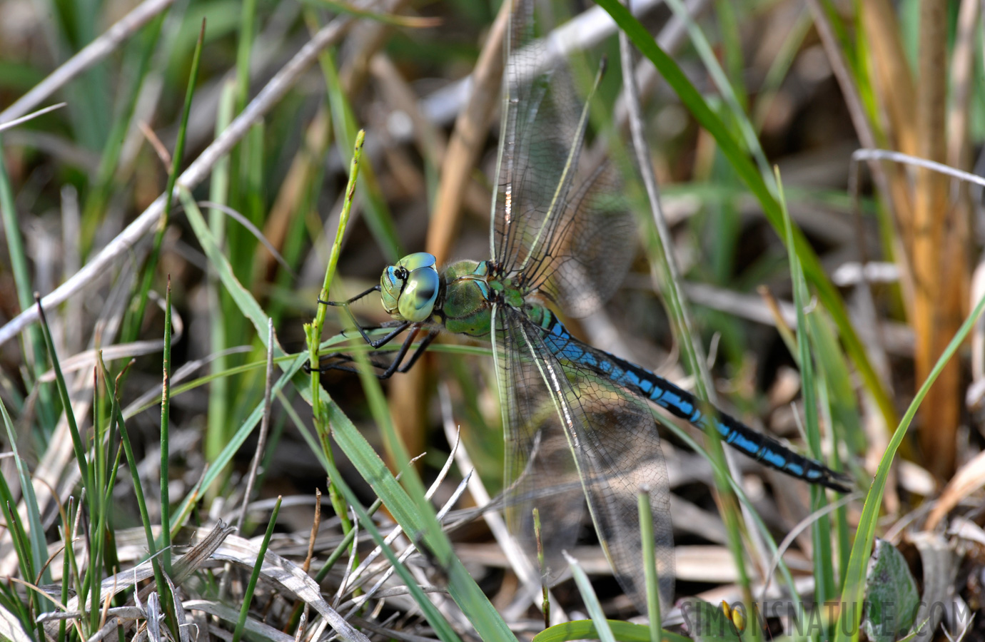 Anax imperator [550 mm, 1/125 sec at f / 11, ISO 400]